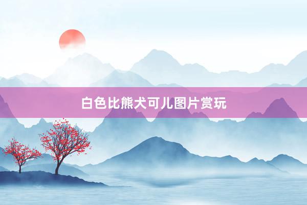 白色比熊犬可儿图片赏玩